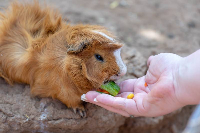 woman is feeding a guinea pig