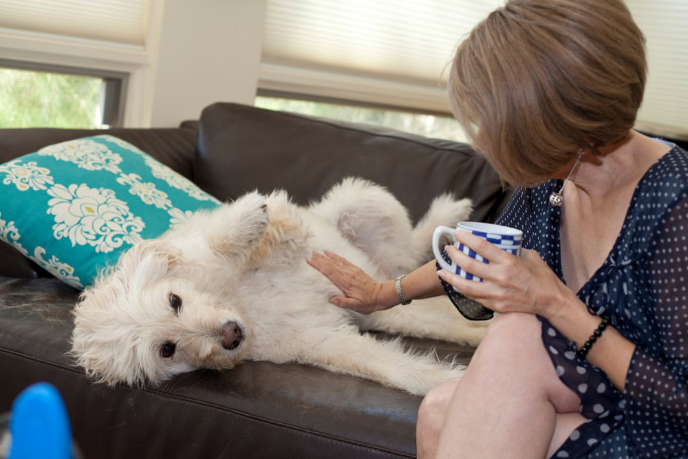 rubbing rubbing dogs belly on couch