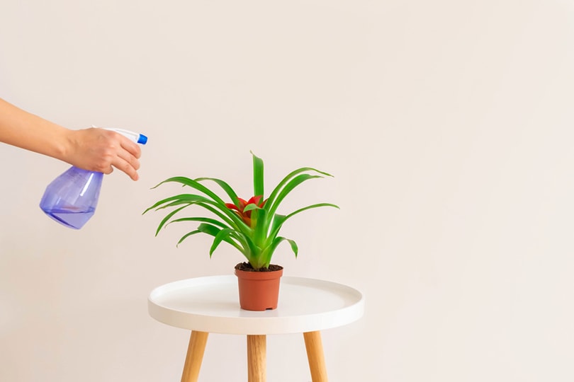 woman spraying Bromeliad Guzmania plant