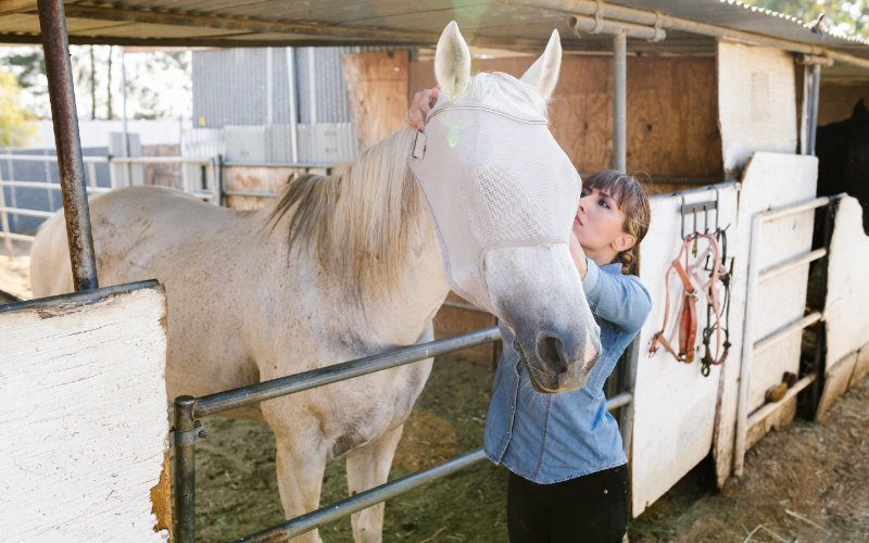 woman taking care of a white horse