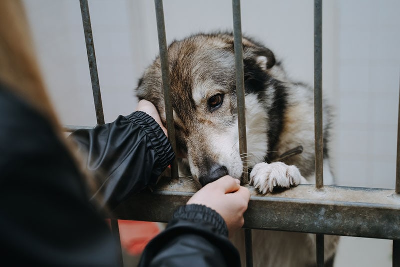 woman touching a dog in the cage in shelter