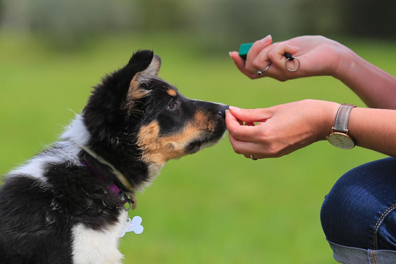 woman training a puppy with a clicker