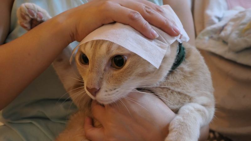 woman using cleaning wipes on a cat