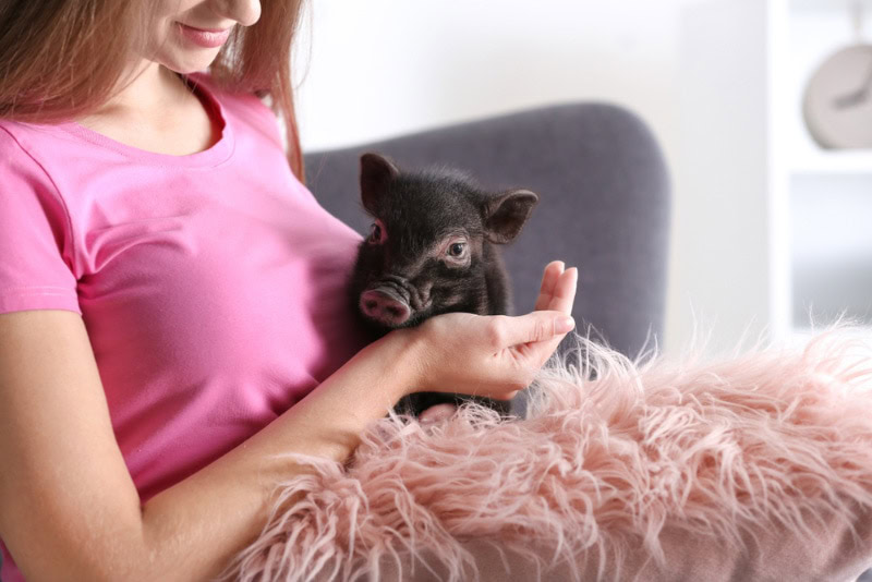 woman with cute mini pig on sofa at home