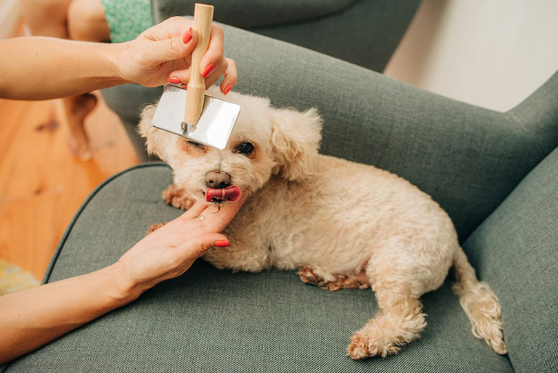 woman's hand brushing a dog lying on a sofa