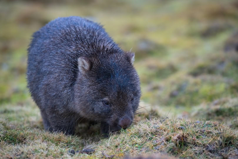 wombat in grass