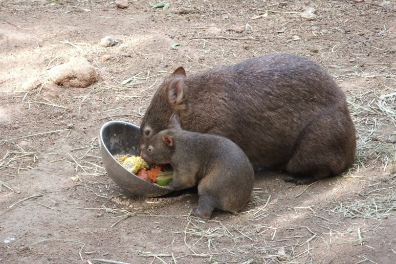 wombats eating