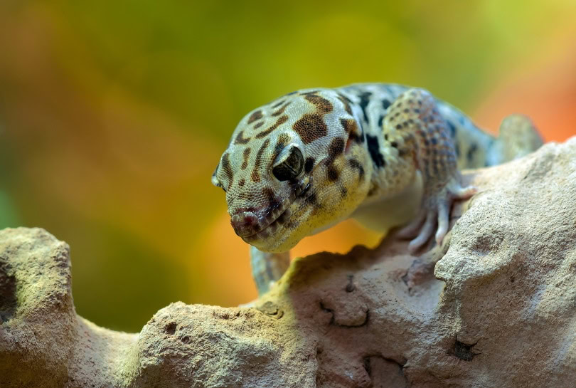 43 Surprising Facts About Geckos You Should Know With Pictures The 43 Surprising Facts About Geckos You Should Know With Pictures The