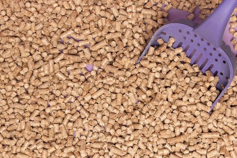 wood filler for cat litter_Kokorina Mariia_shutterstock
