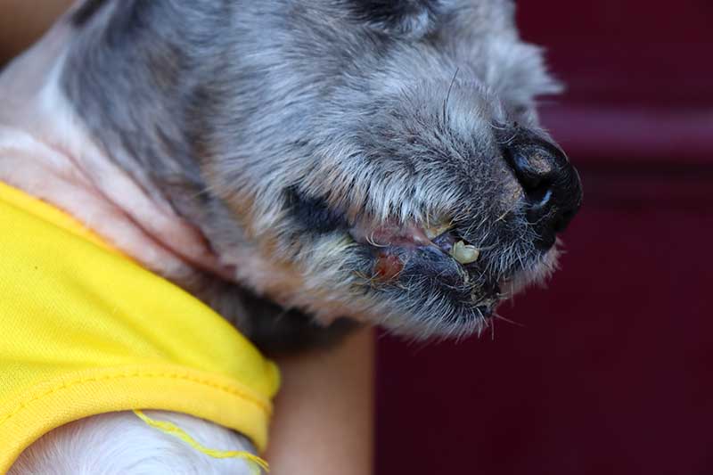 wound at dogs mouth