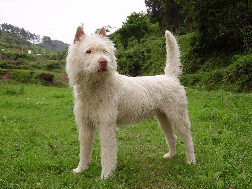 xiasi dog_LauraKelsch_Wikimedia