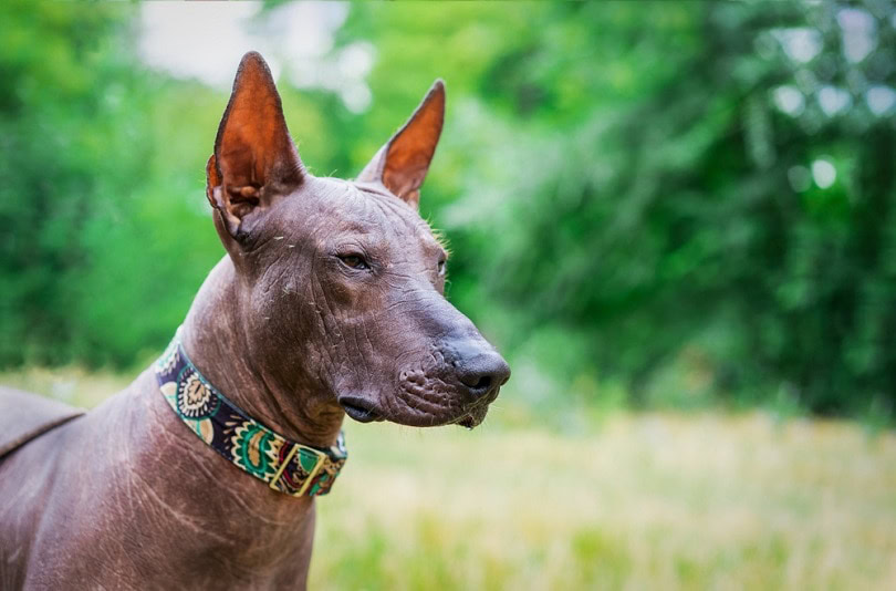 xoloitzcuintli_Masarik_shutterstock