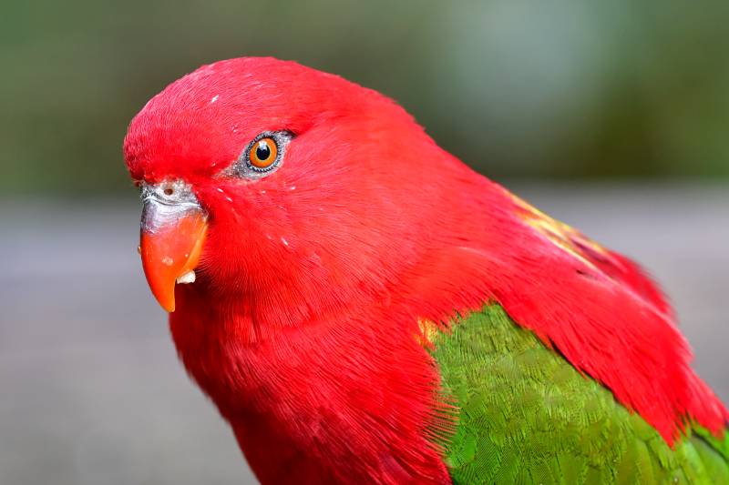 yellow backed chattering lory