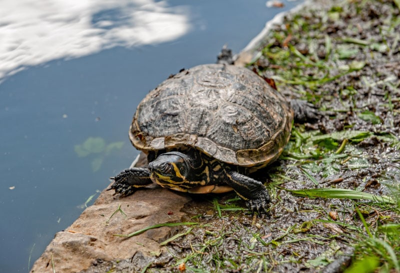 yellow bellied slider turtle sleeping at the pond