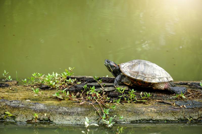 yellow belly slider is stretching its neck