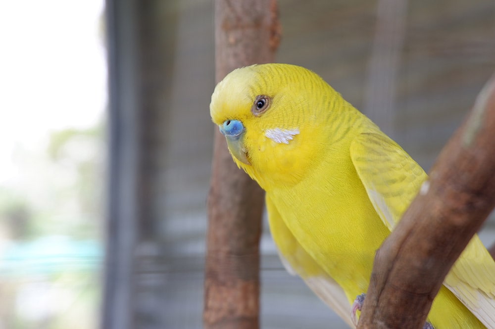 yellow budgie perched