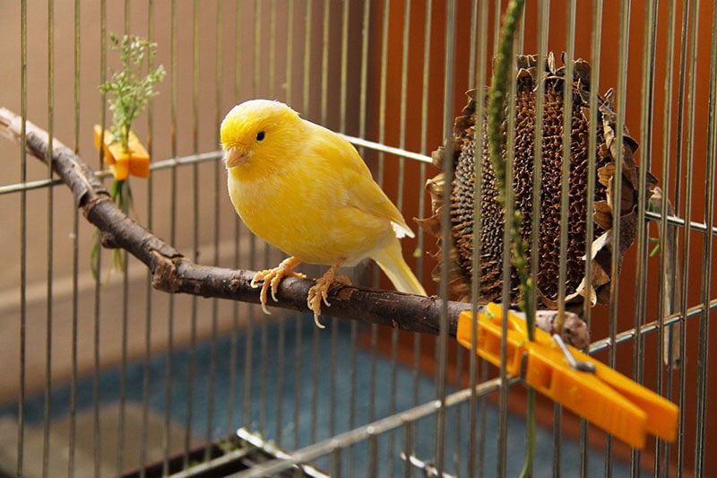 yellow canary sitting on the twig in the cage