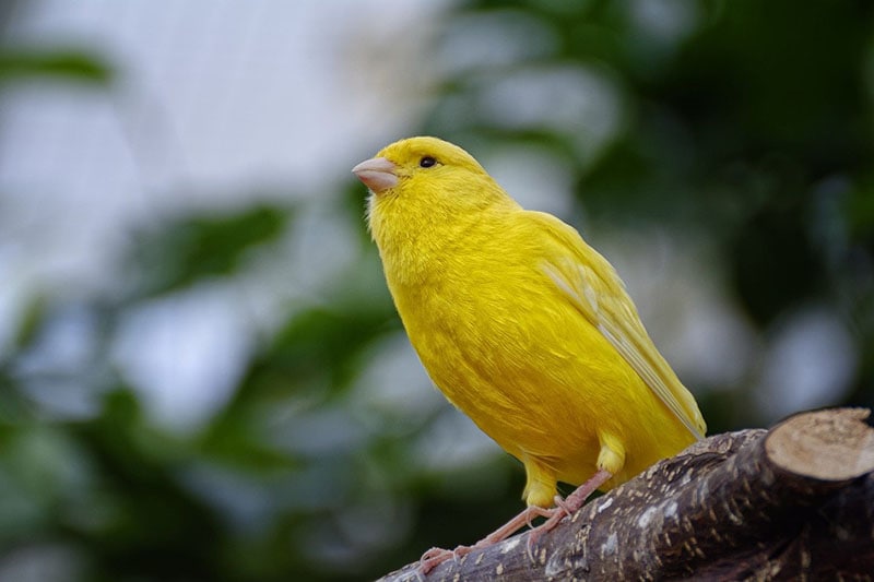 yellow canary
