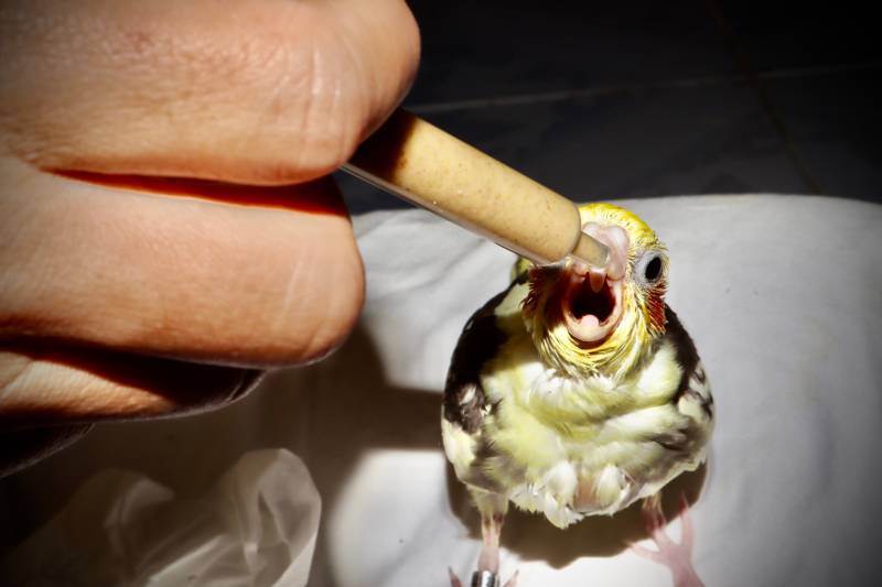 yellow cockatiel bird about to be fed in syringe
