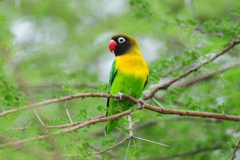 yellow collared lovebird perched on tree