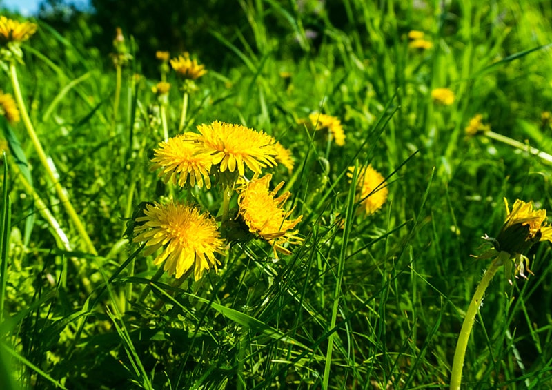yellow dandelions