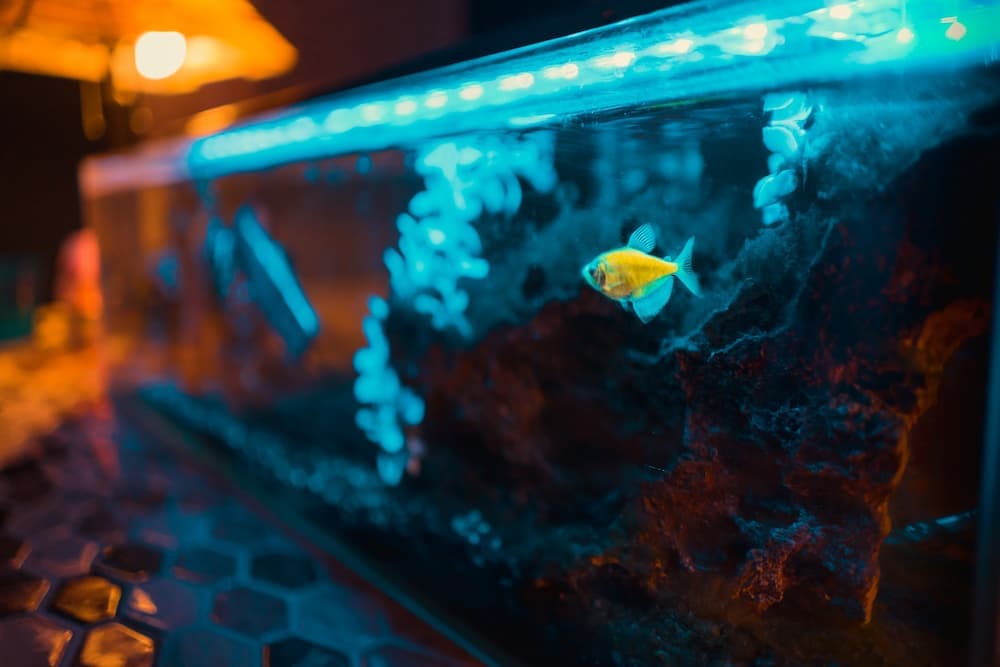 yellow fish in aquarium