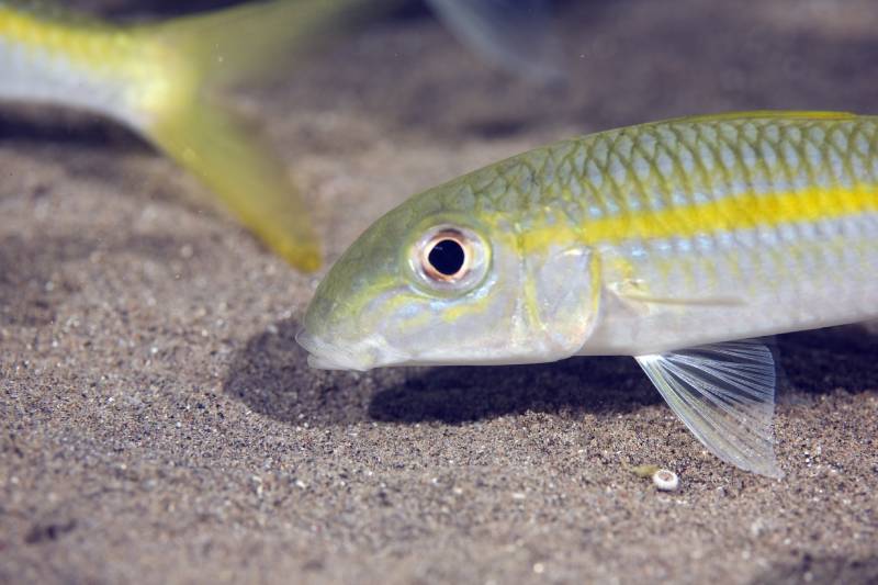 yellow goatfish (mulloidichthys vanicolensis)