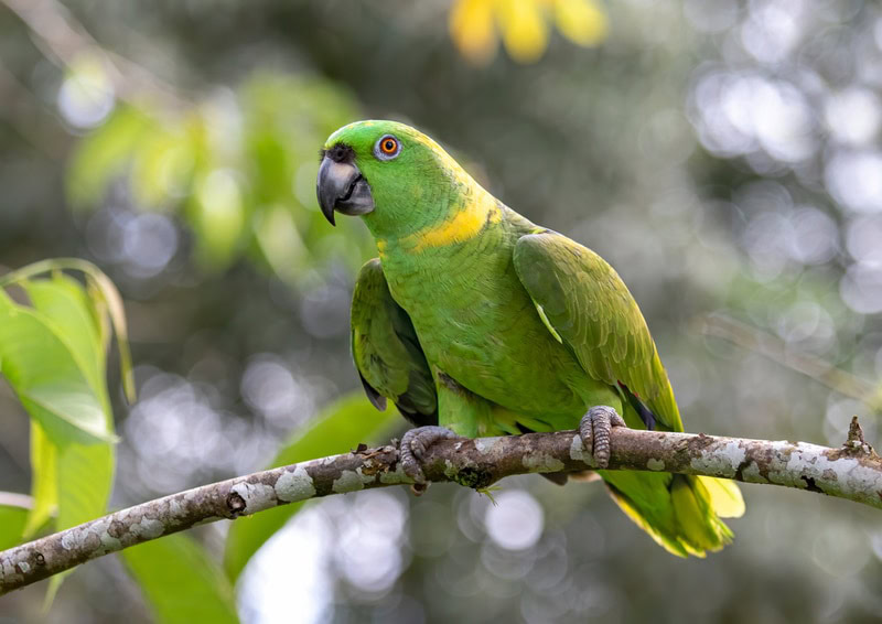 yellow naped amazon parrot
