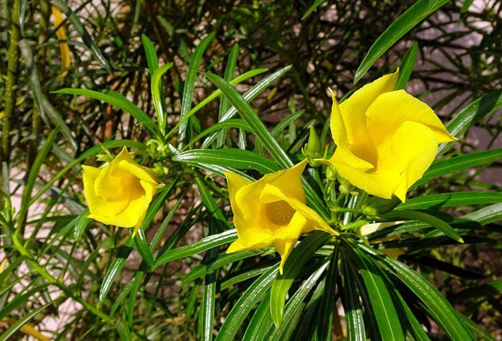 yellow oleander