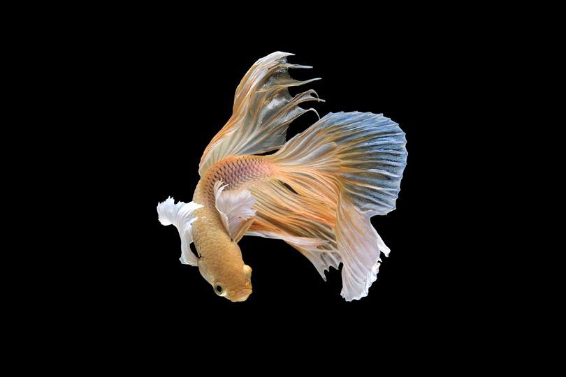 yellow pineapple Betta fish_BeanRibbon_shutterstock