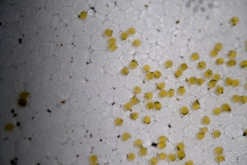 yellow round goldfish egg material goldfish eggs