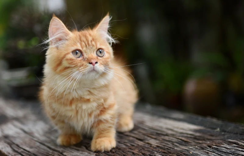 yellow tabby munchkin cat
