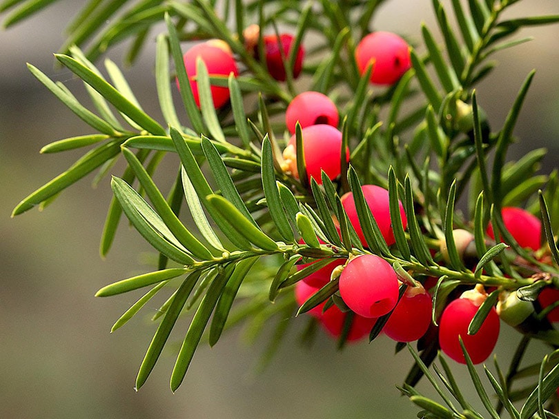 yew plant