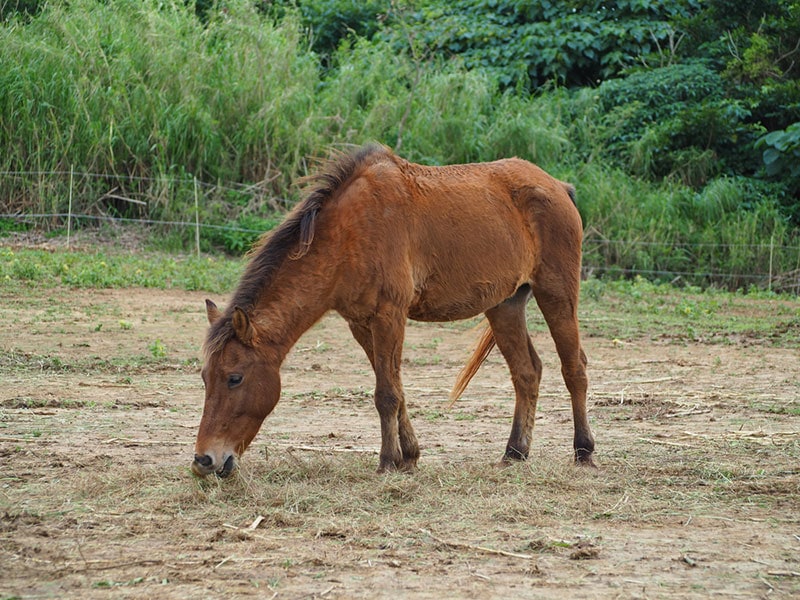 yonaguni horse eating grass