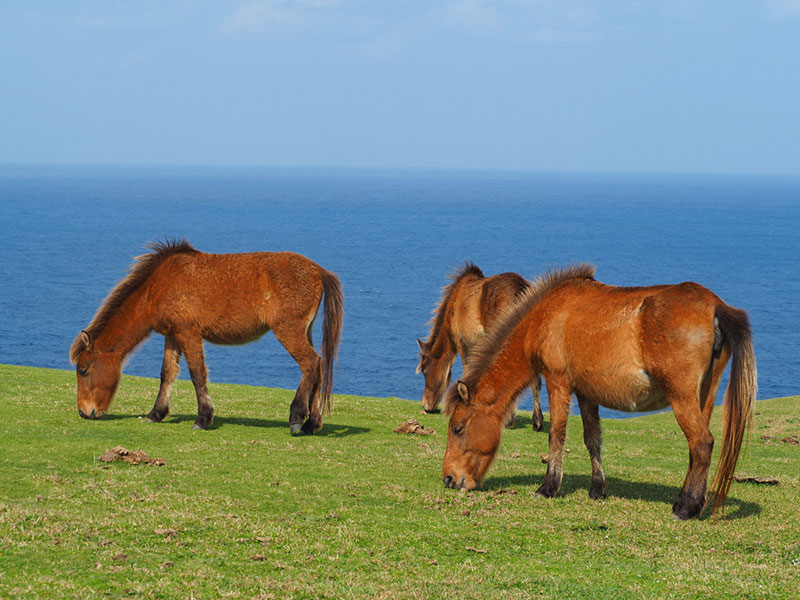 yonaguni horses eating grass