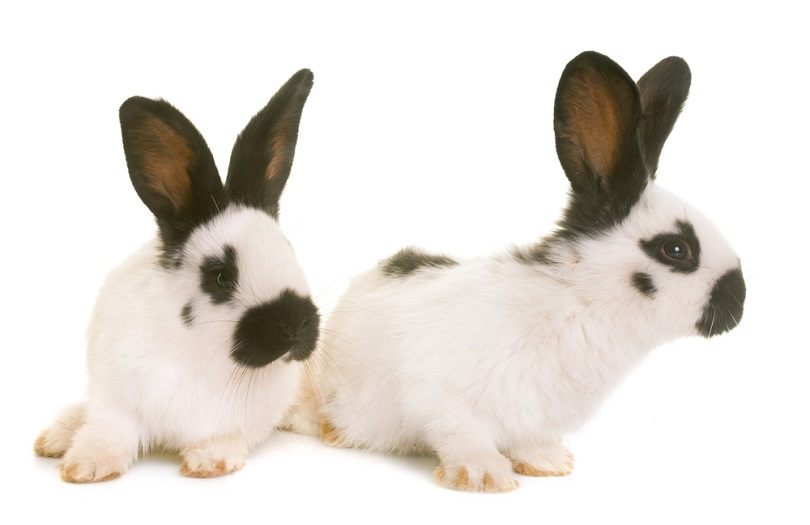 young-Checkered-Giant-rabbits_cynoclub_shutterstock