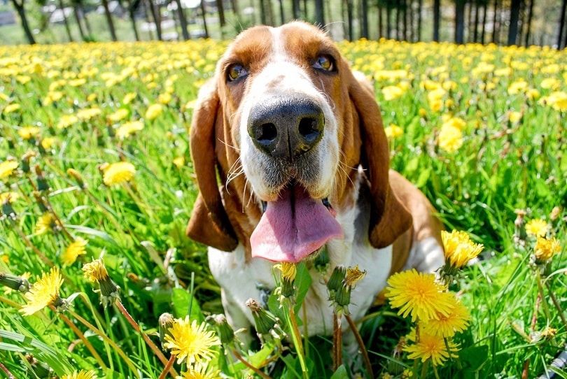 young-basset-hound-smiling_praneem79_shutterstock