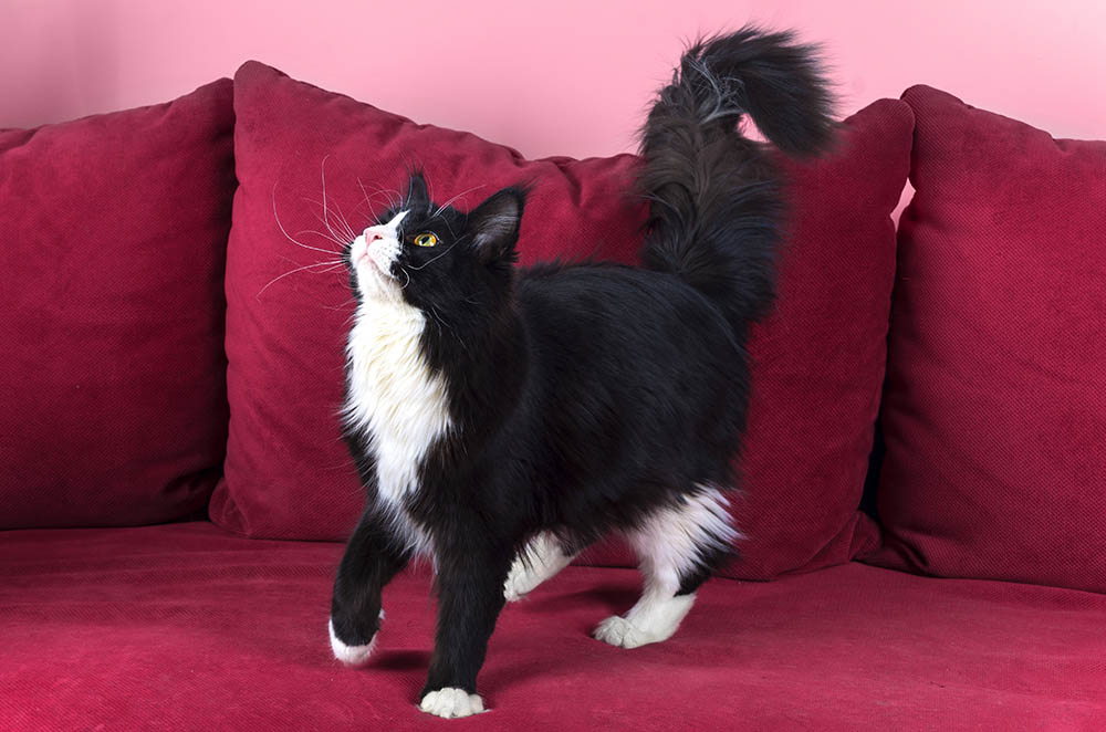 young black and white Maine coon