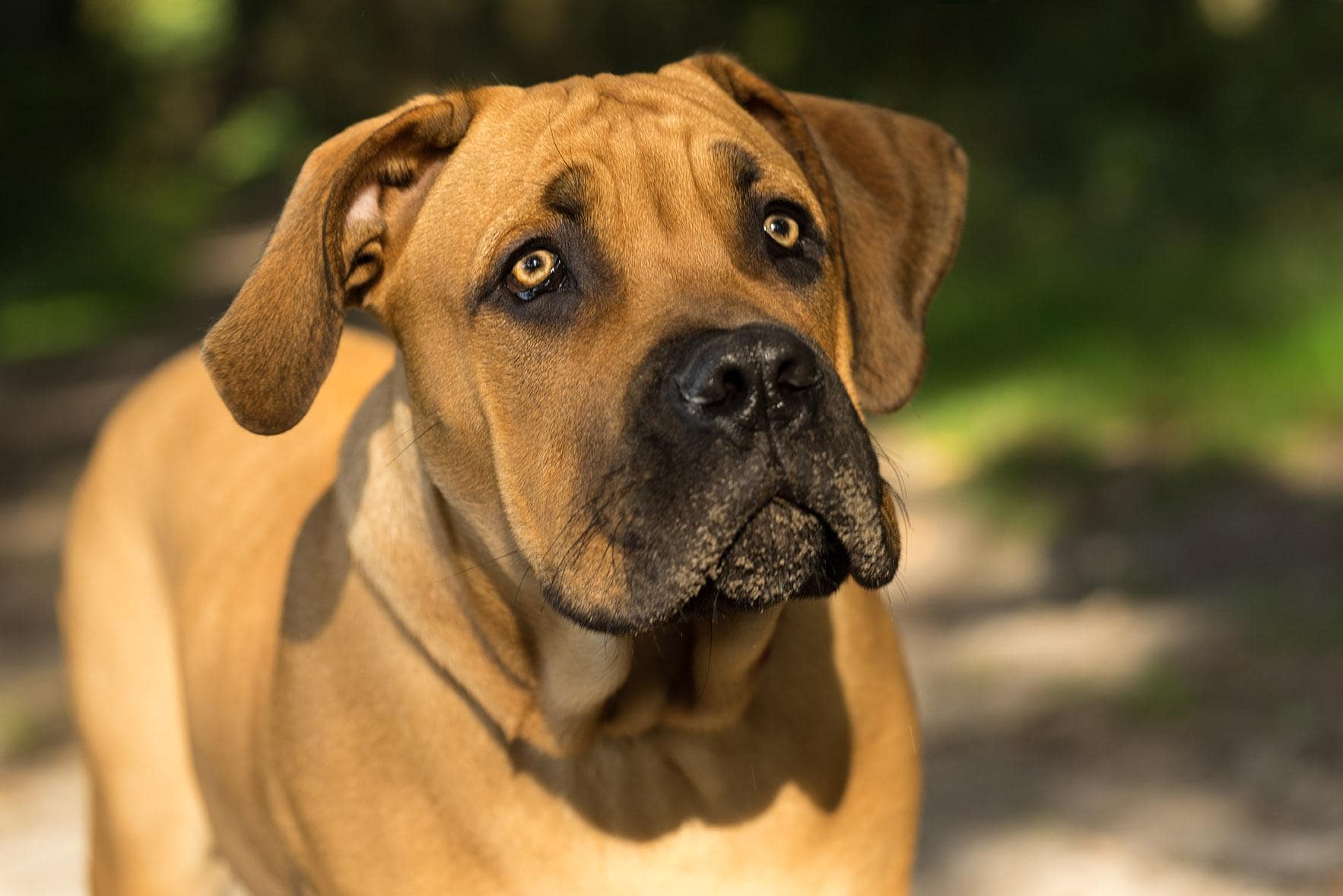 young boerboel
