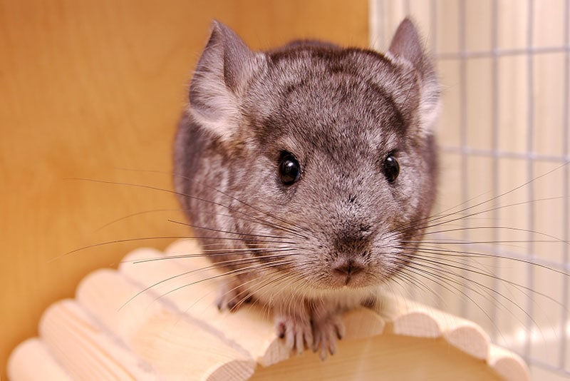 young chinchilla in cage