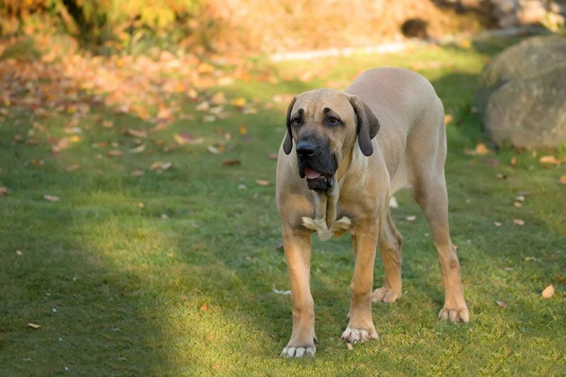 young female of Fila Brasileiro Brazilian Mastiff