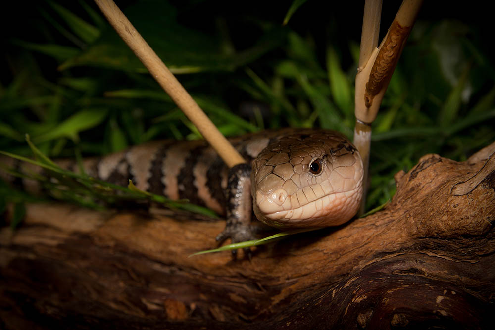 Young merauke blue tongued skink