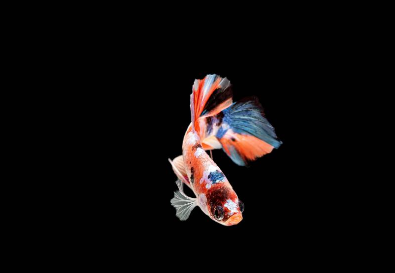 young multi-colored betta fish making flares to show dominance