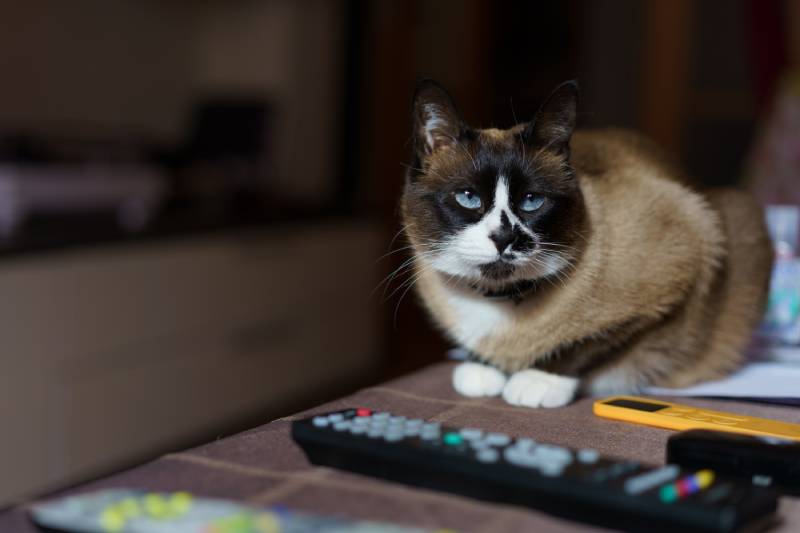 young snowshoe cat resting on a table at home with the some tv remote controls near
