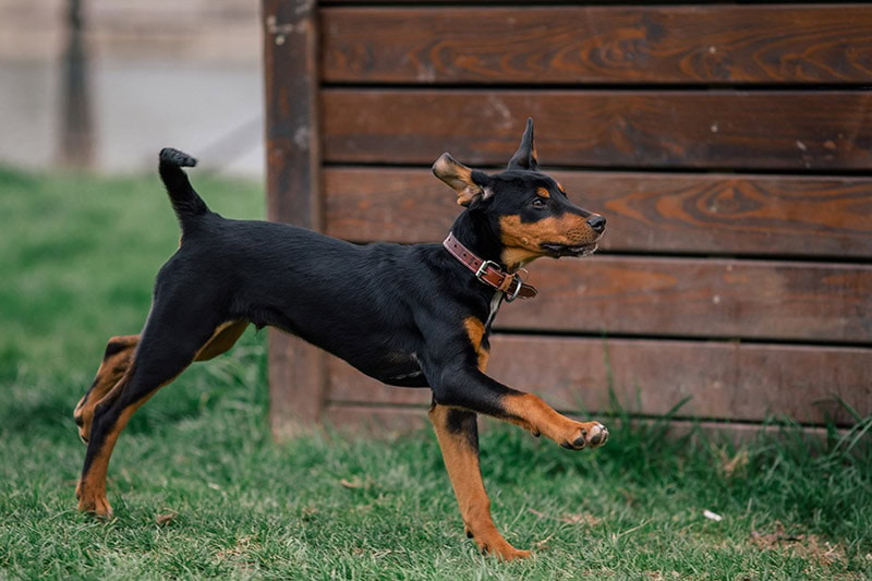 young Transylvanian Hound dog running at the park