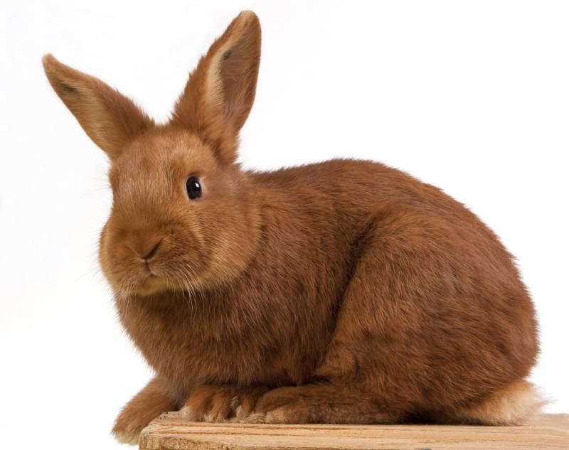 young triantha rabbit on a wooden box