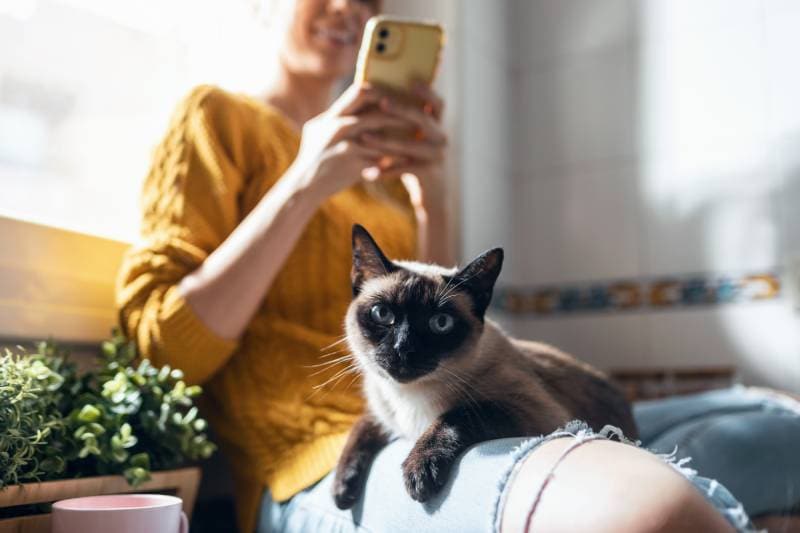 young woman with her cute cat using mobile phone while sitting on kitchen table at home