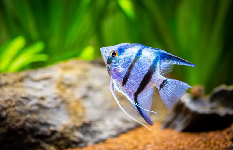 zebra Angelfish in tank