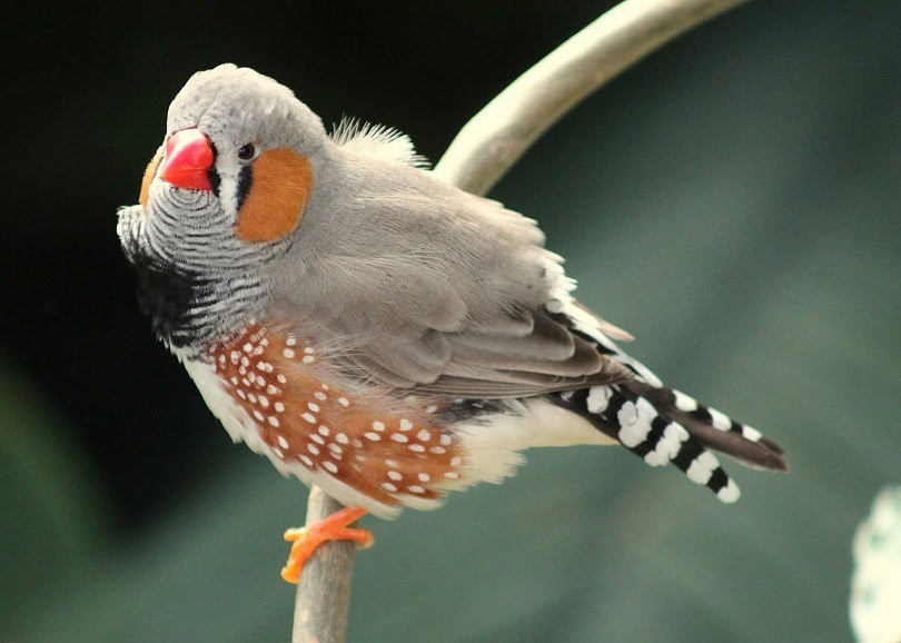 zebra finch-pixabay
