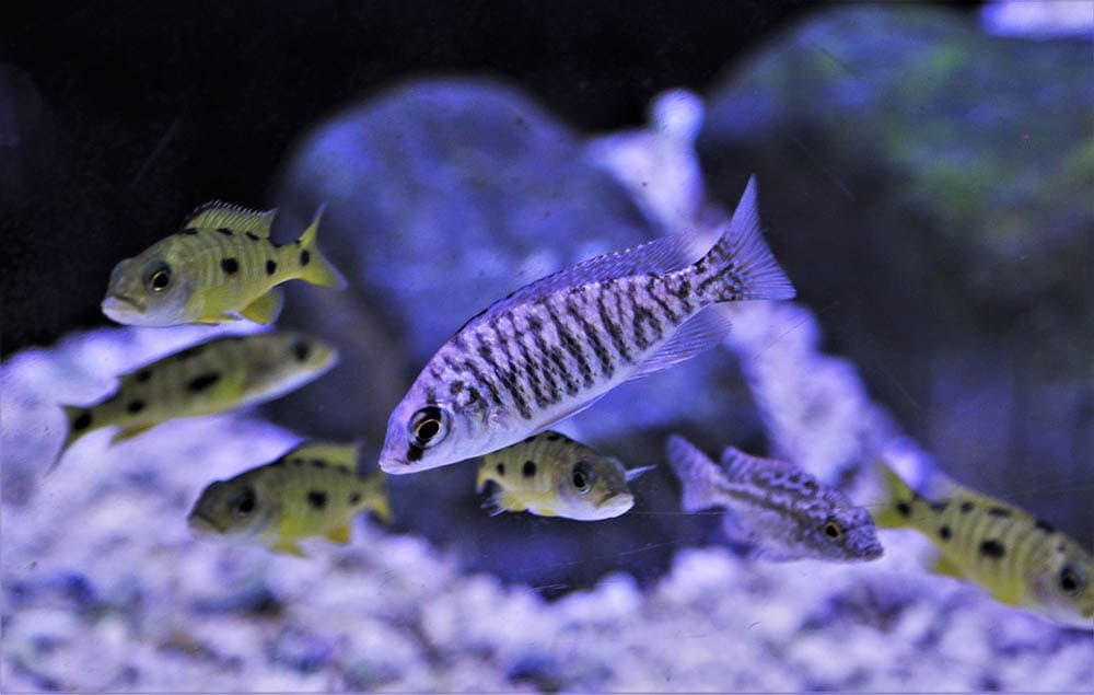 zebra shell dweller cichlid